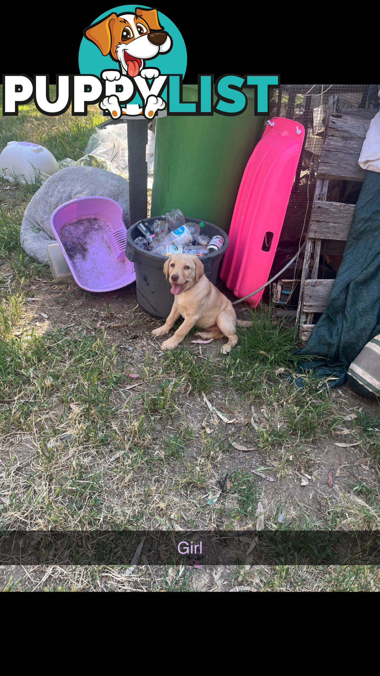 Labrador puppies