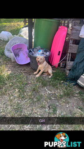 Labrador puppies