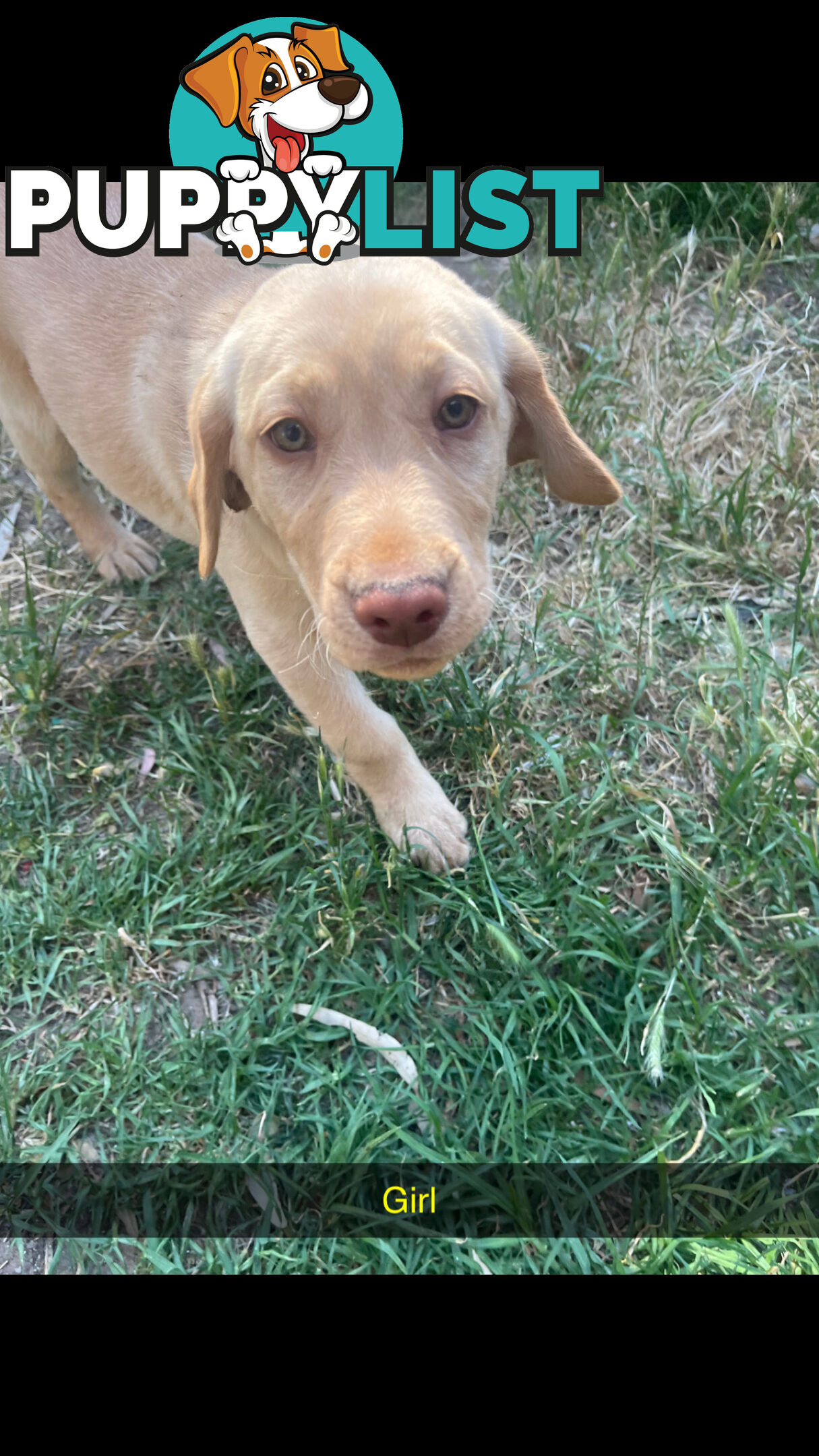 Labrador puppies