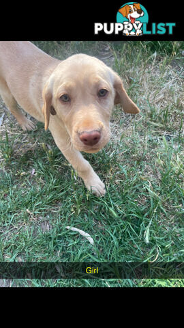 Labrador puppies