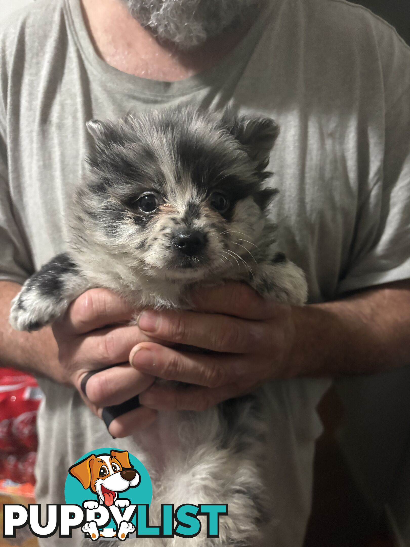 Four Pomeranian puppies