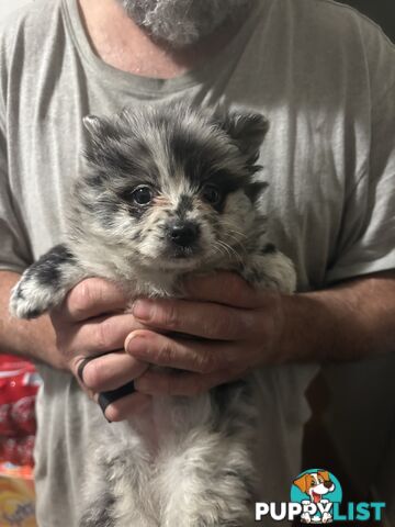 Four Pomeranian puppies