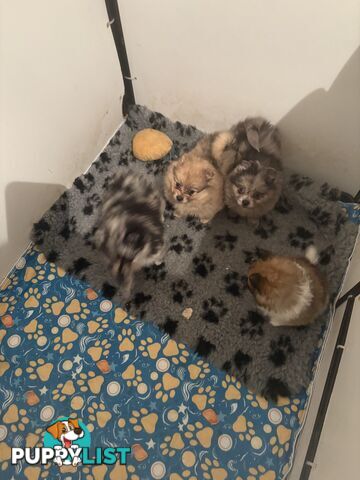 Four Pomeranian puppies