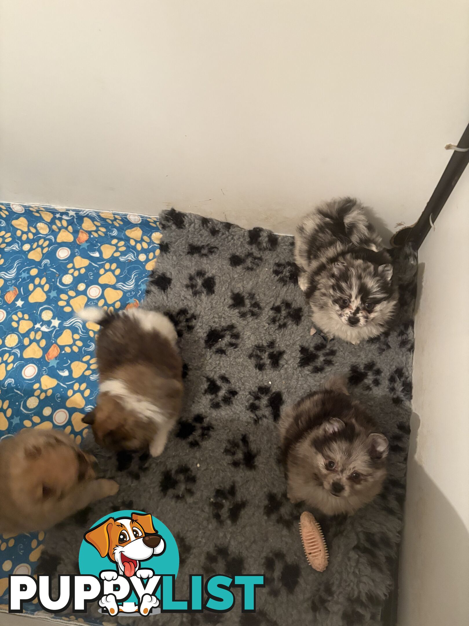 Four Pomeranian puppies