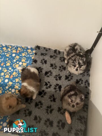 Four Pomeranian puppies