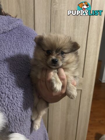 Four Pomeranian puppies