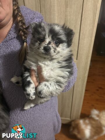 Four Pomeranian puppies
