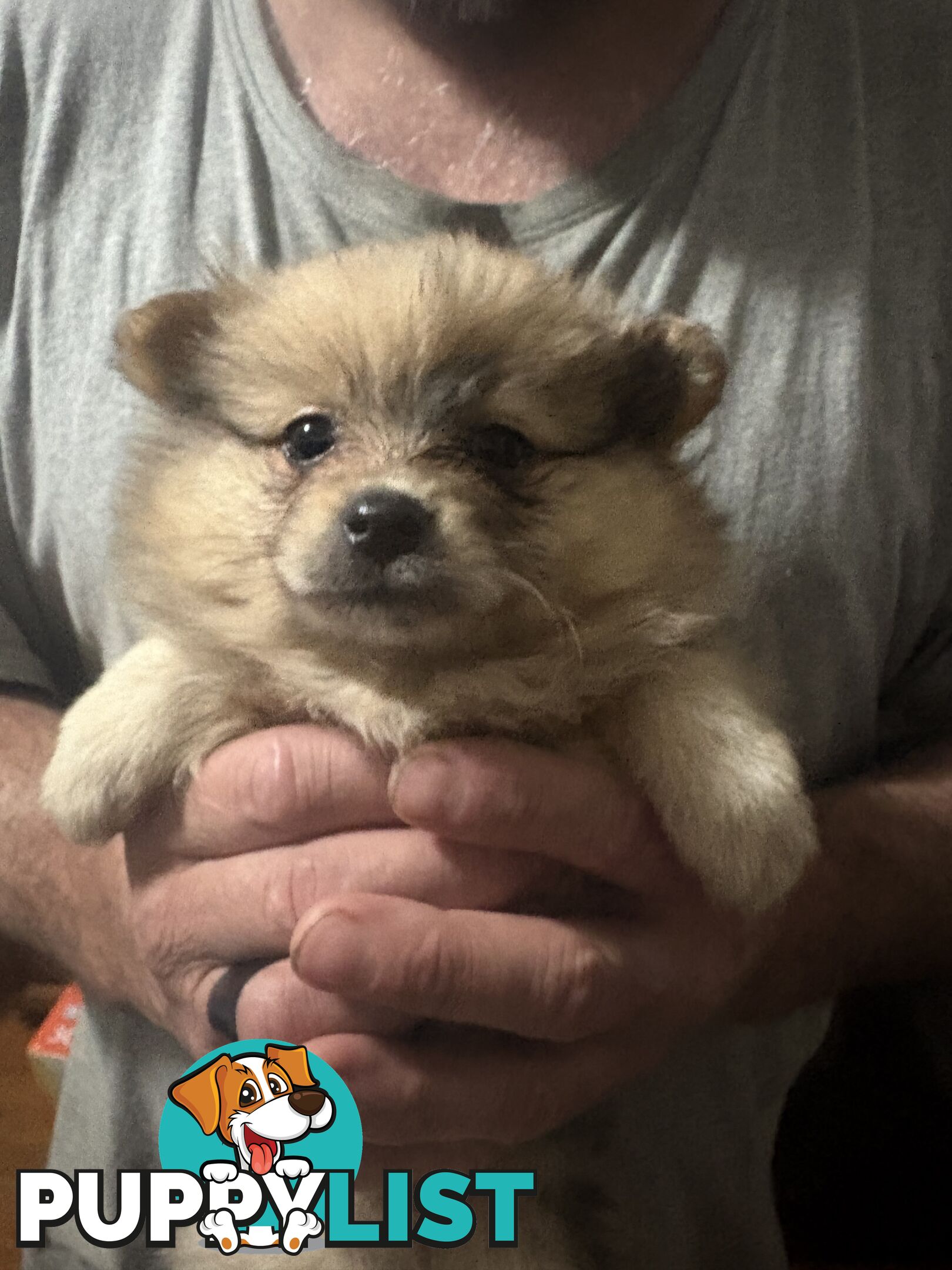 Four Pomeranian puppies