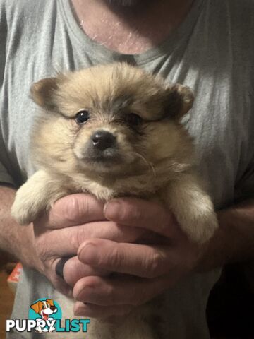 Four Pomeranian puppies