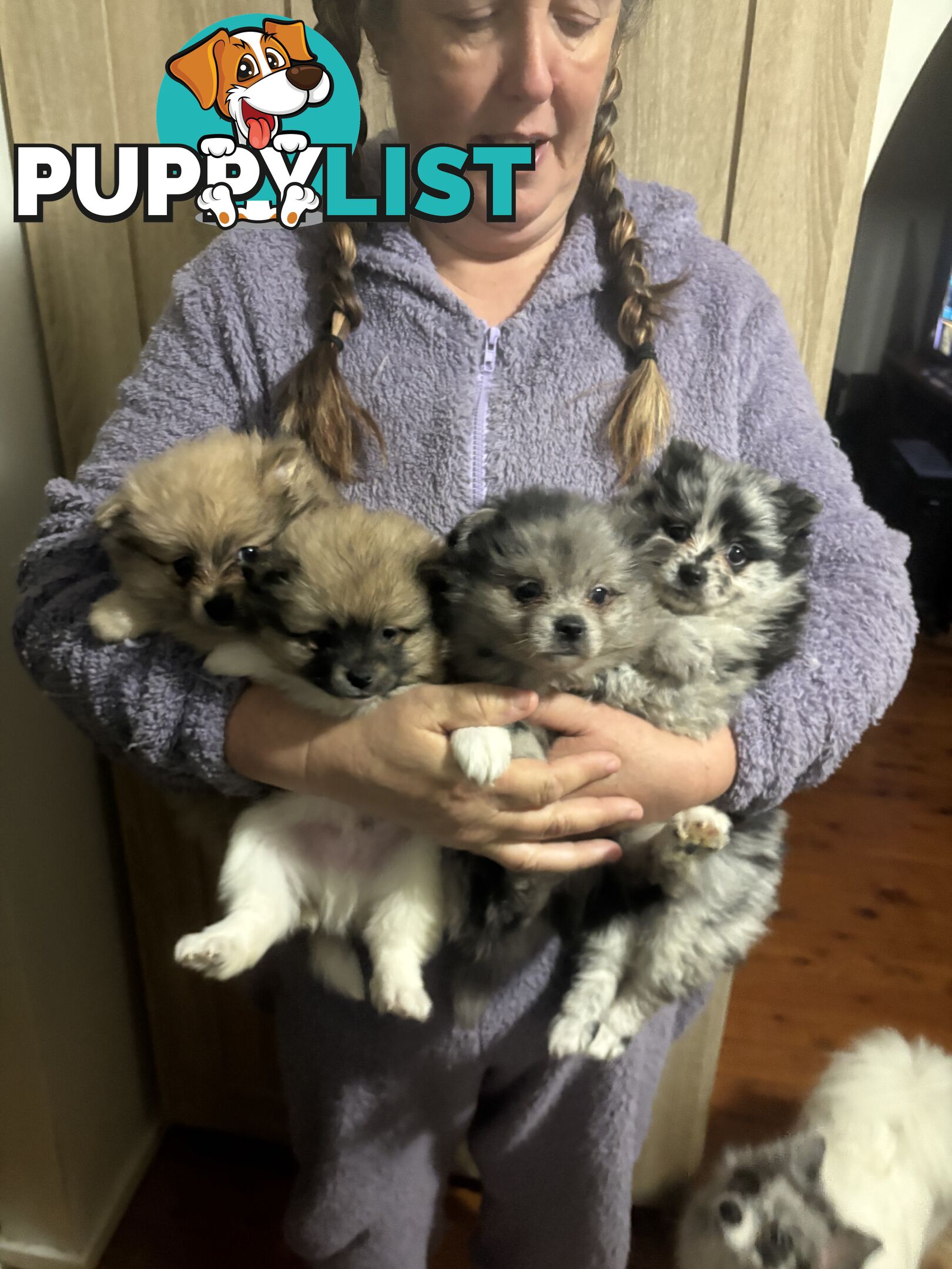 Four Pomeranian puppies
