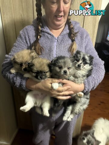Four Pomeranian puppies