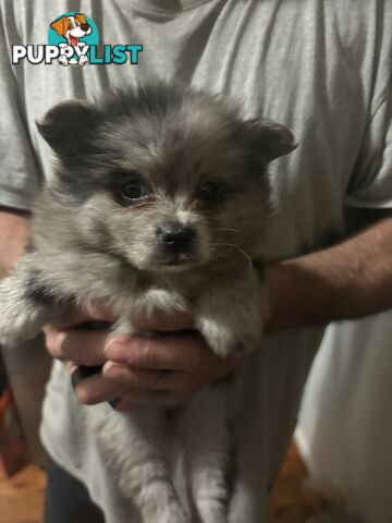 Four Pomeranian puppies