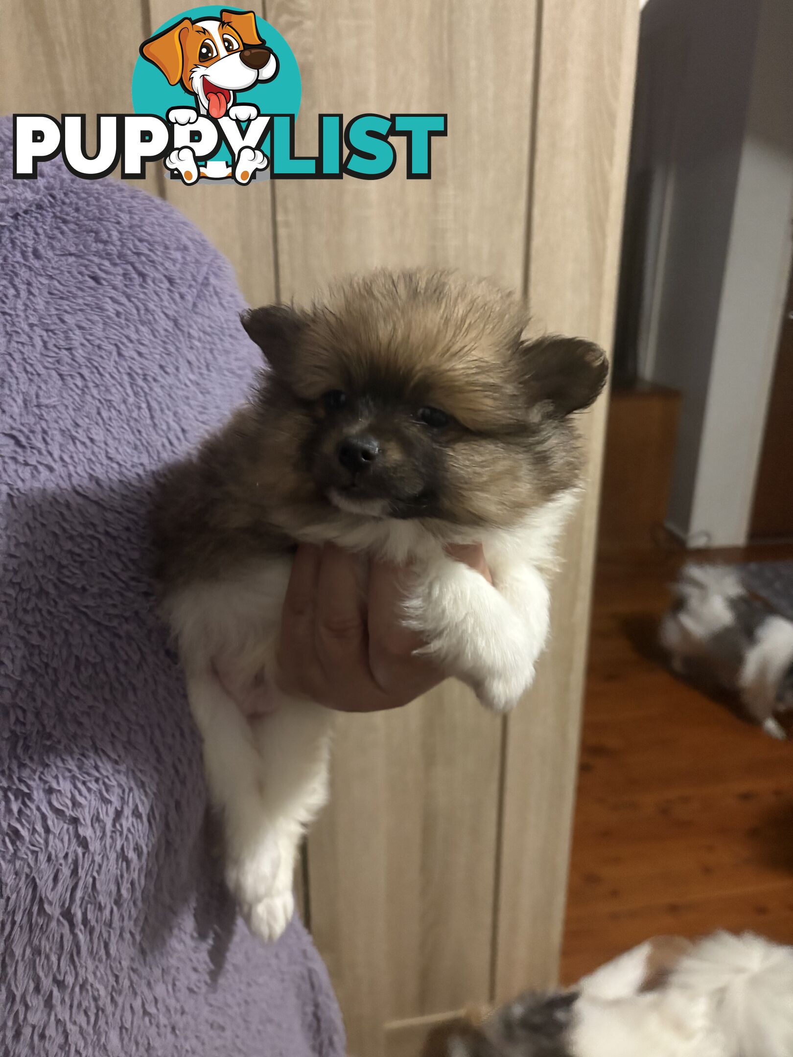 Four Pomeranian puppies