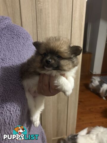 Four Pomeranian puppies