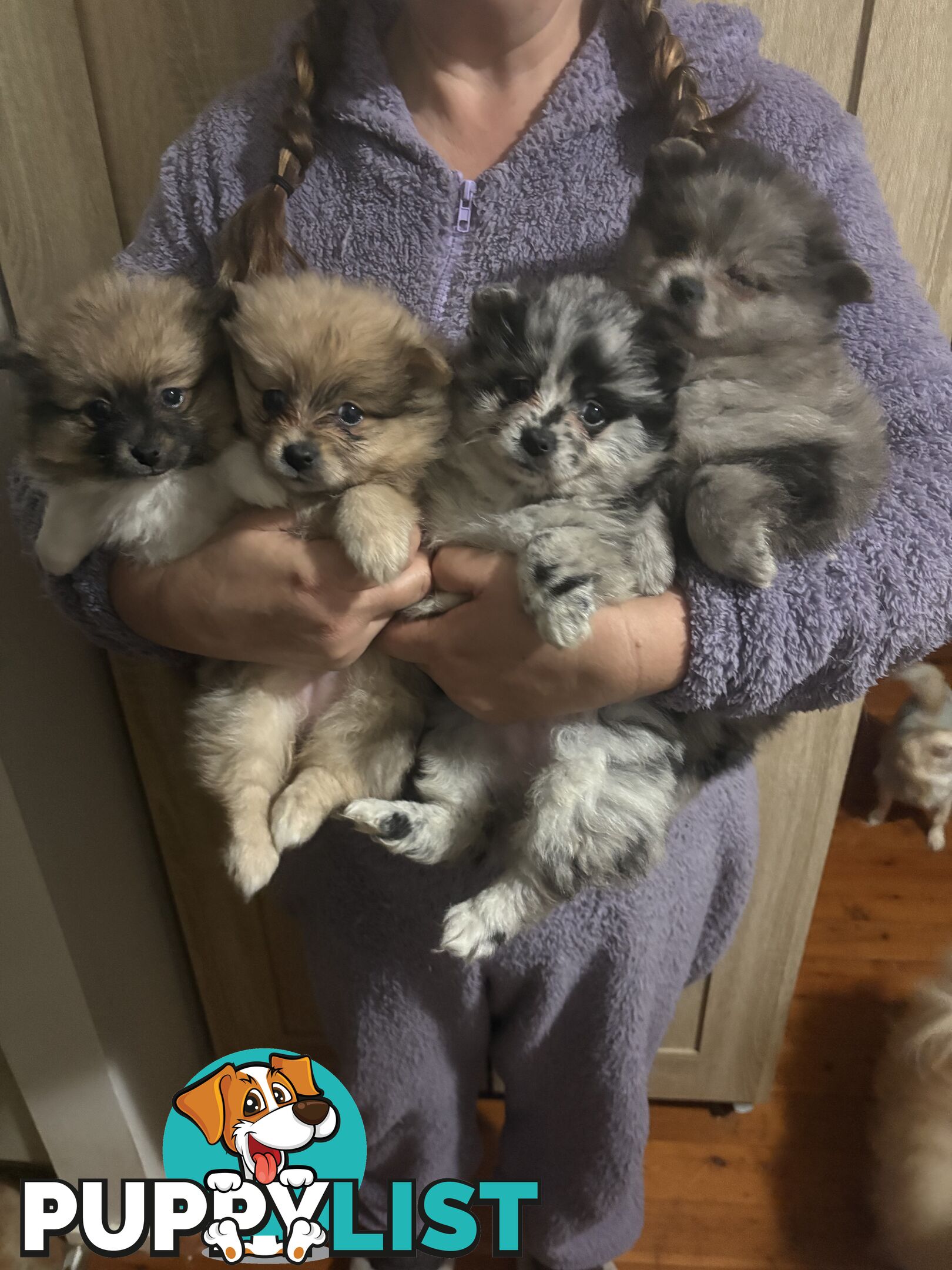 Four Pomeranian puppies