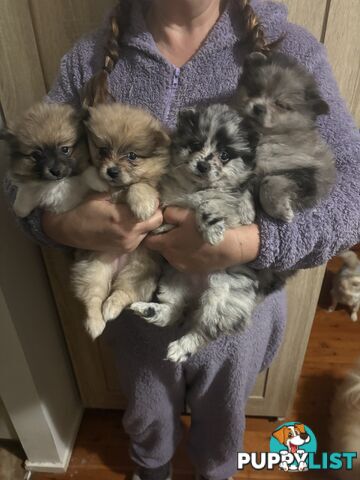 Four Pomeranian puppies