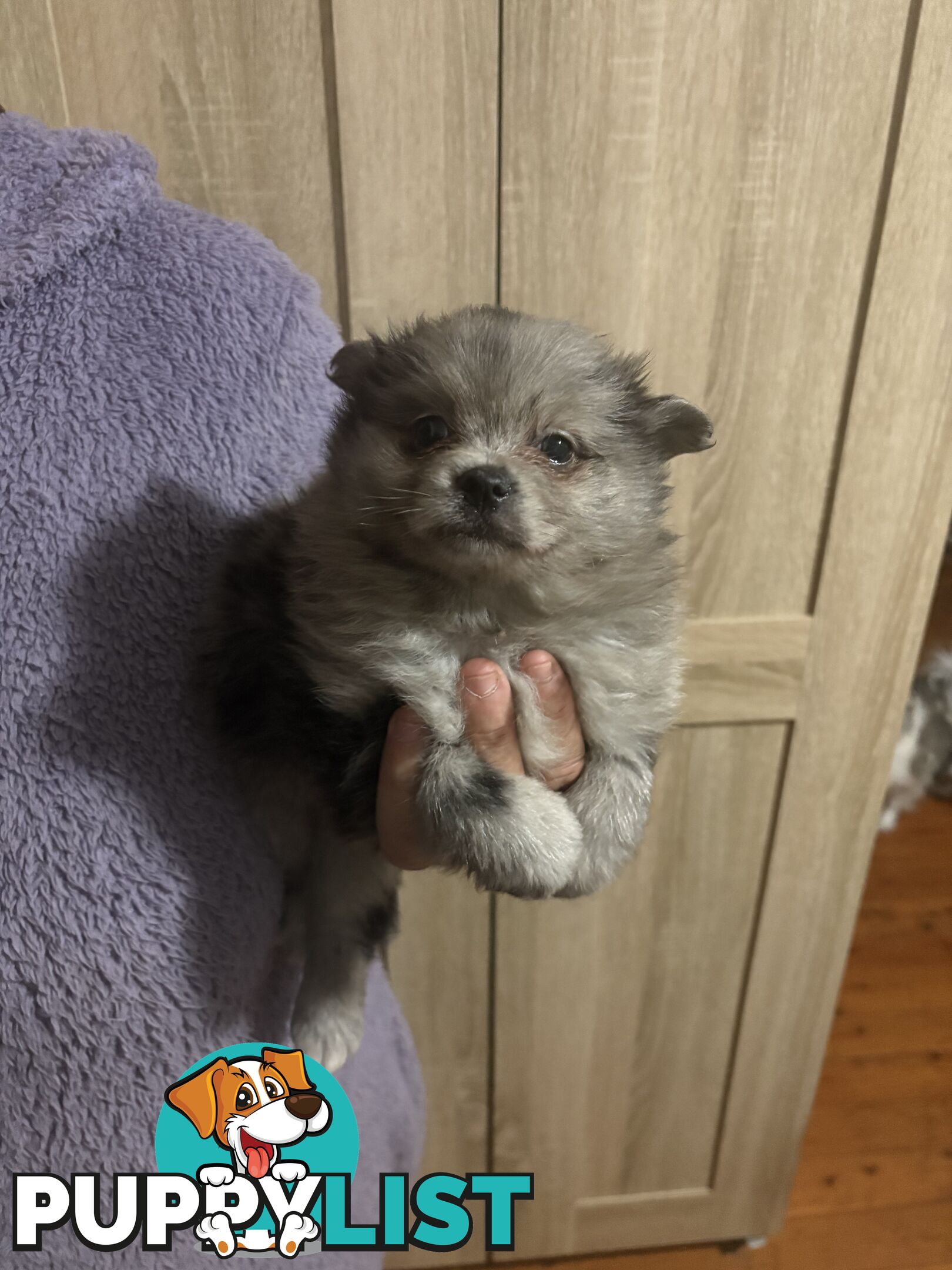 Four Pomeranian puppies