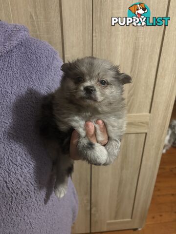Four Pomeranian puppies