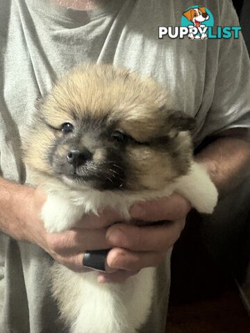 Four Pomeranian puppies