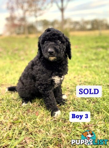 BORDOODLE Puppies for sale 💖 (Border Collie x Poodle)