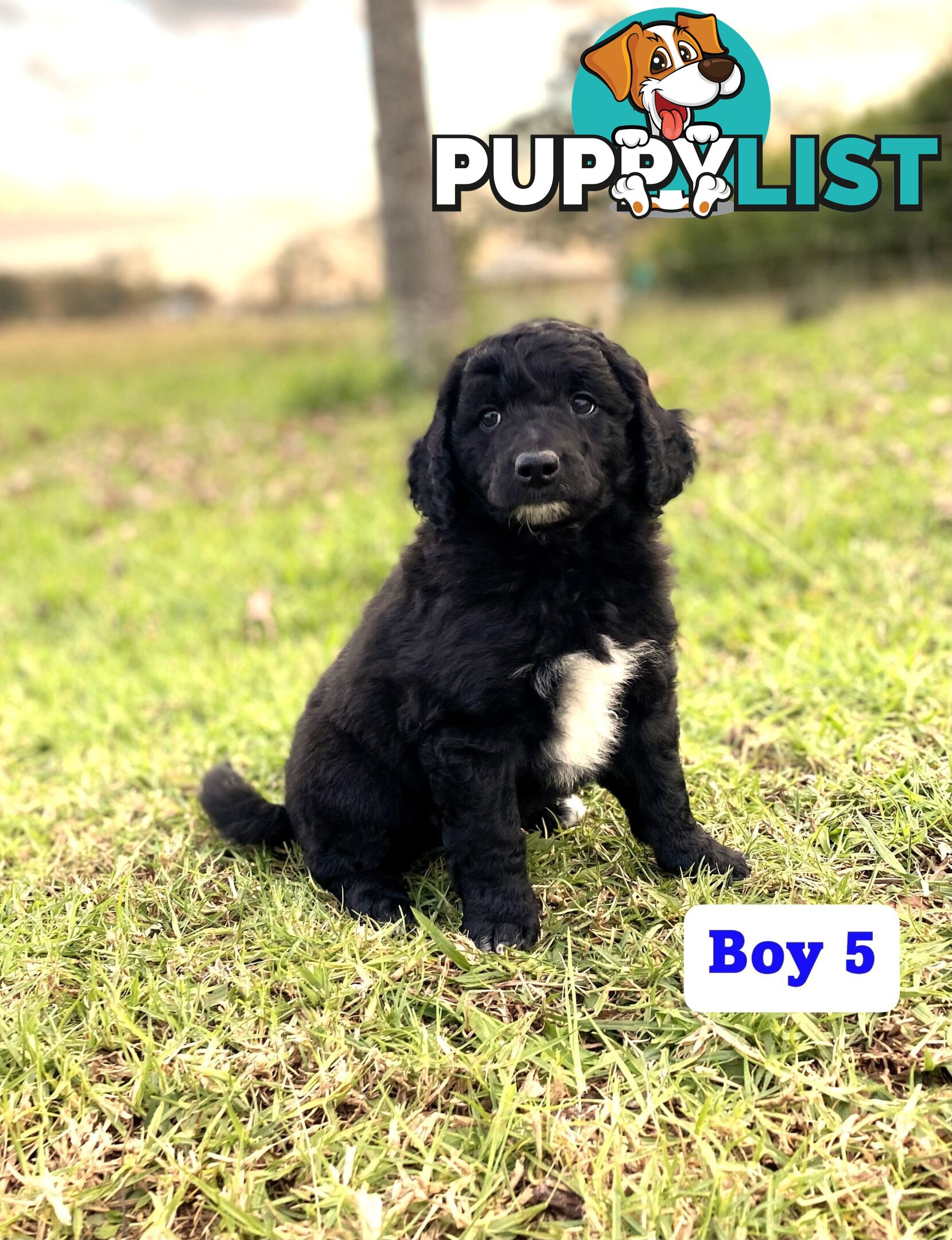 BORDOODLE Puppies for sale 💖 (Border Collie x Poodle)