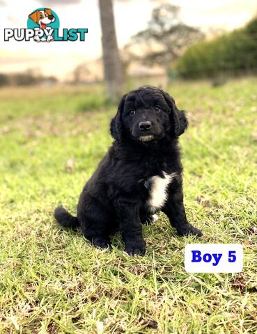 BORDOODLE Puppies for sale 💖 (Border Collie x Poodle)