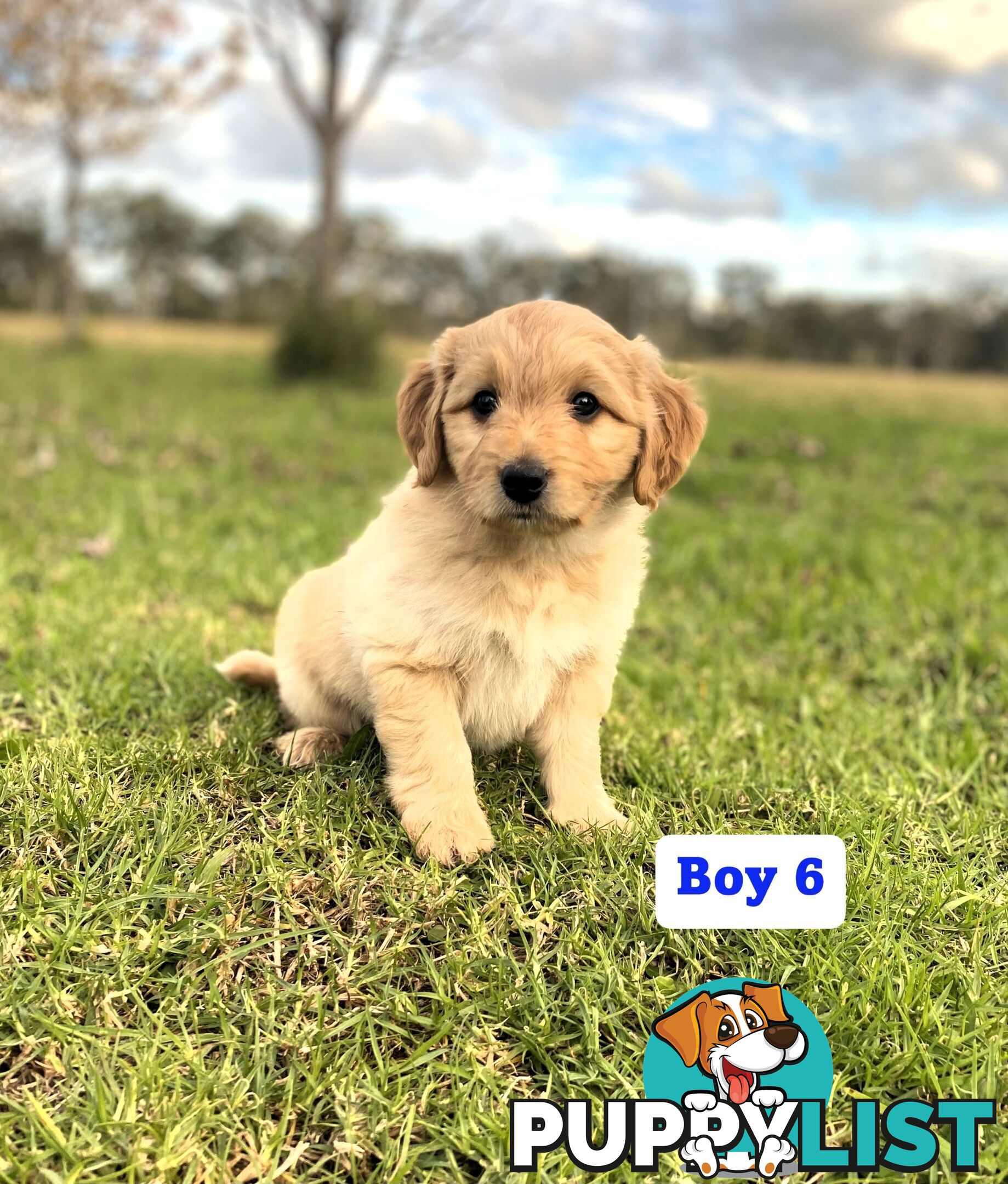 BORDOODLE Puppies for sale 💖 (Border Collie x Poodle)