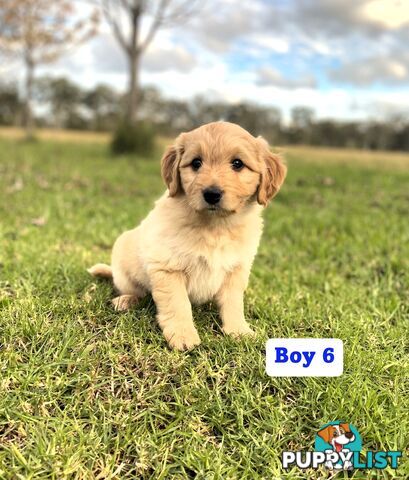 BORDOODLE Puppies for sale 💖 (Border Collie x Poodle)