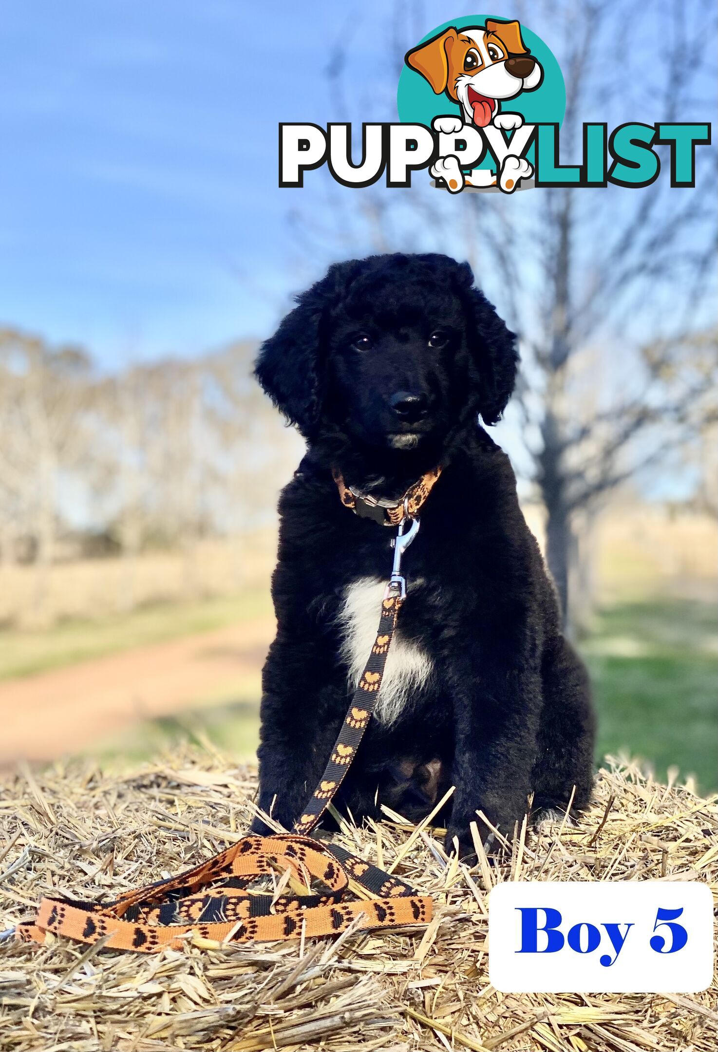 BORDOODLE Puppies in Training for Sale 🎇