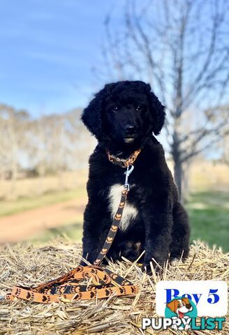 BORDOODLE Puppies in Training for Sale 🎇