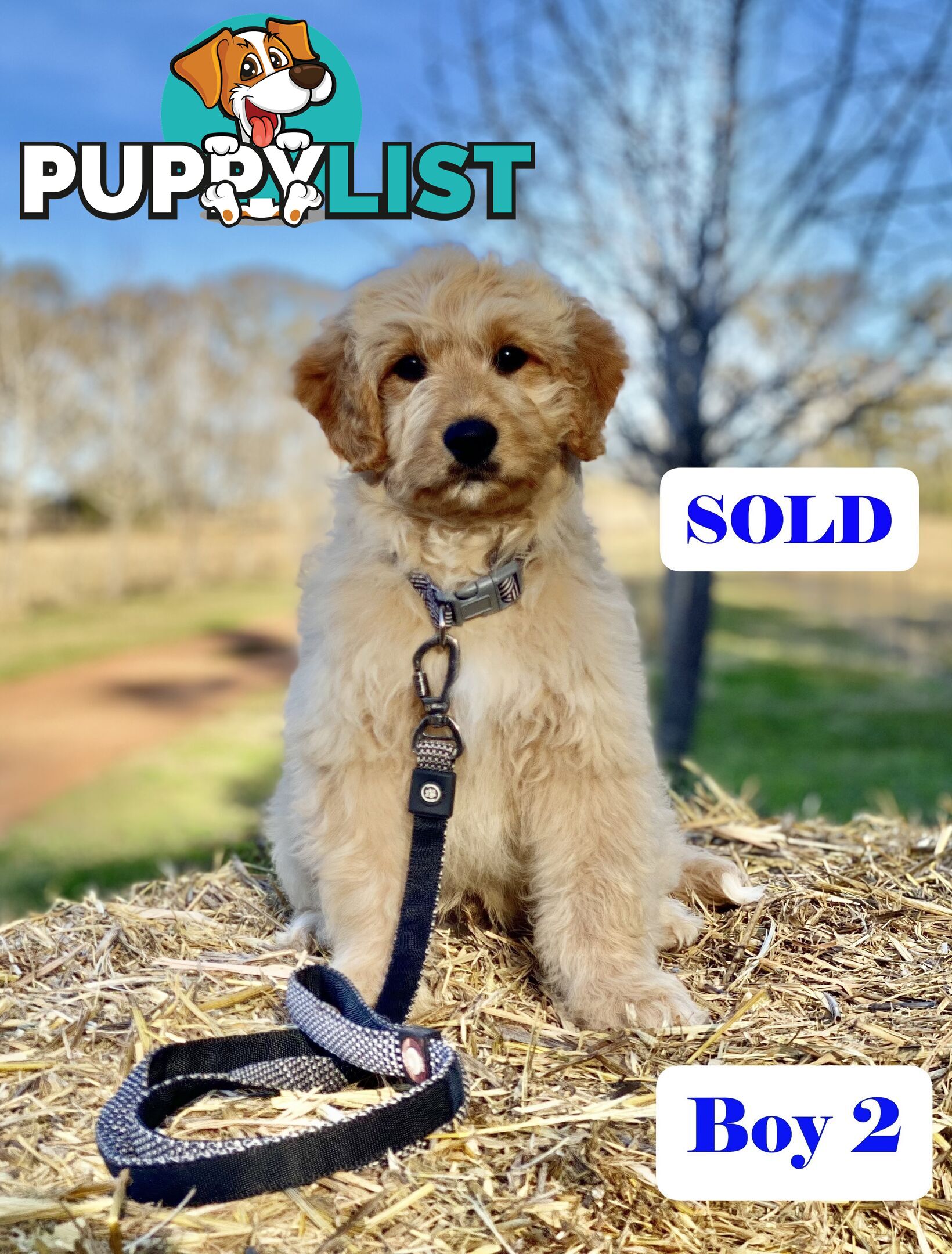 BORDOODLE Puppies in Training for Sale 🎇