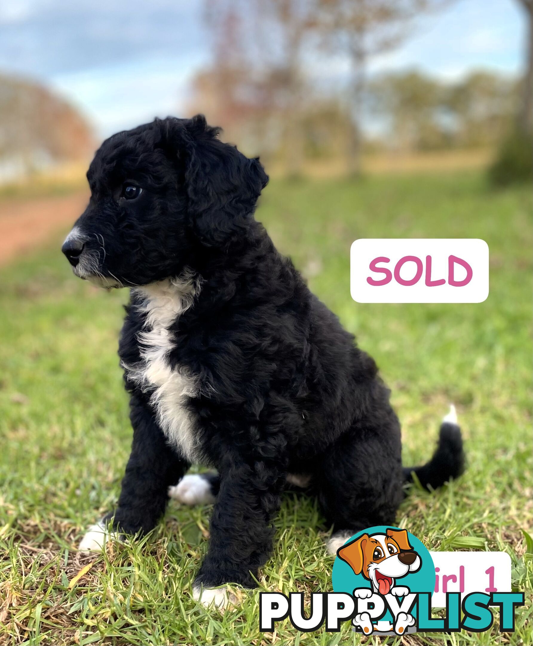 BORDOODLE Puppies for sale 💖 (Border Collie x Poodle)