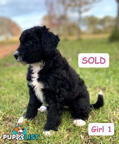 BORDOODLE Puppies for sale 💖 (Border Collie x Poodle)