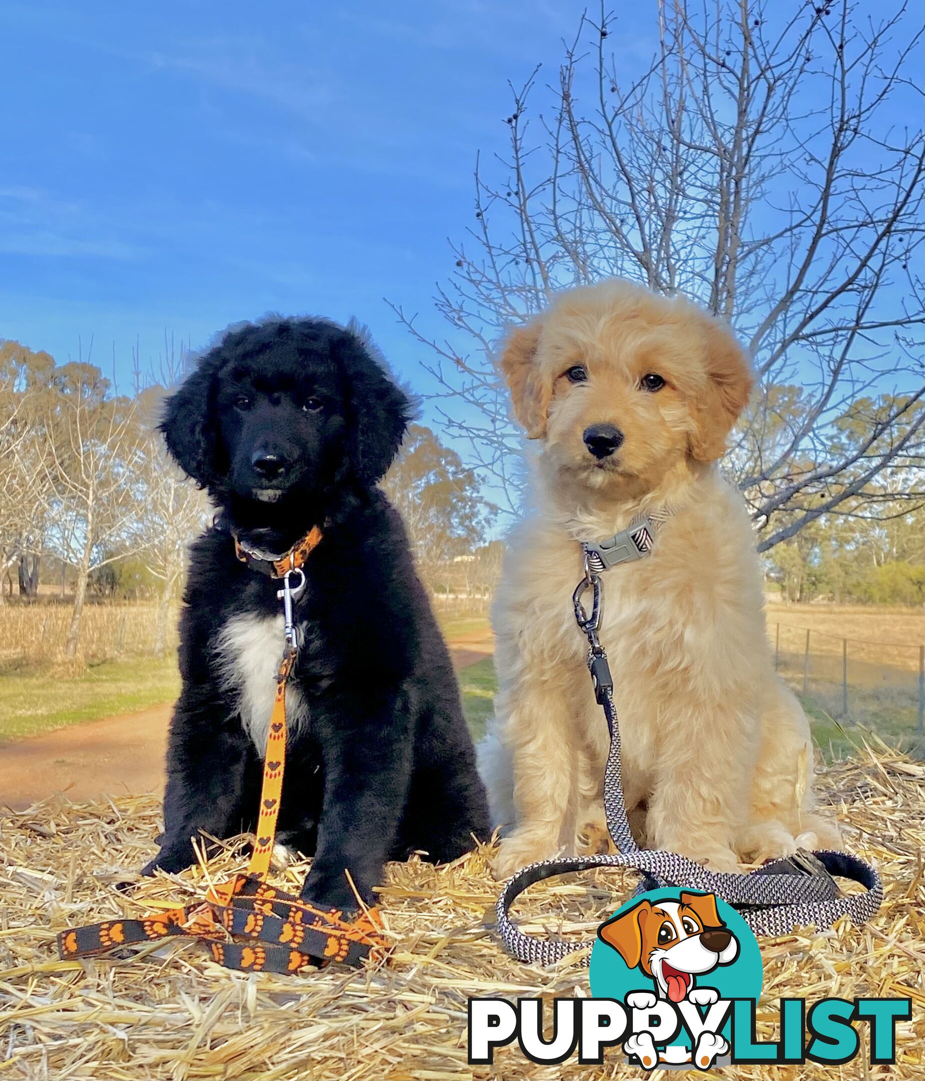 BORDOODLE Puppies in Training for Sale 🎇