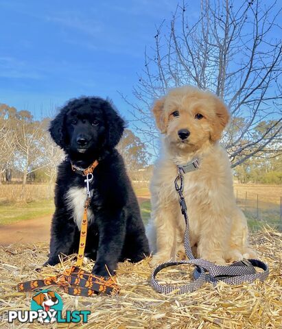 BORDOODLE Puppies in Training for Sale 🎇
