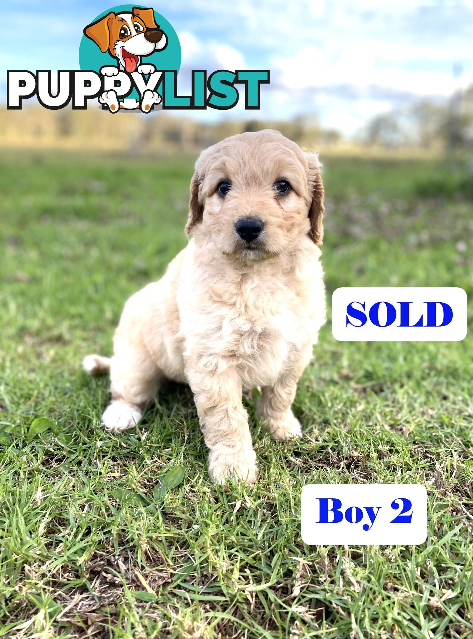 BORDOODLE Puppies in Training for Sale 🎇