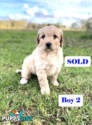 BORDOODLE Puppies in Training for Sale 🎇
