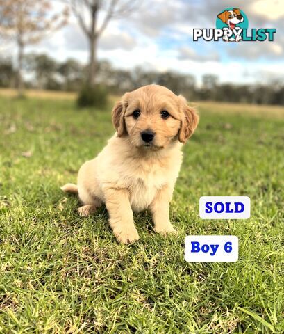 BORDOODLE Puppies for sale 💖 (Border Collie x Poodle)