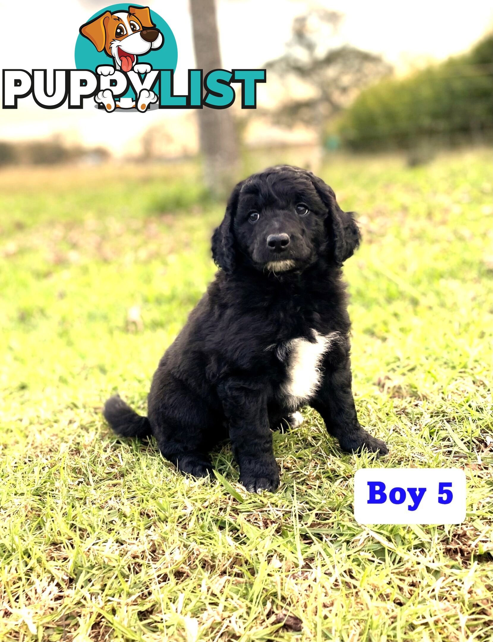 BORDOODLE Puppies in Training for Sale 🎇
