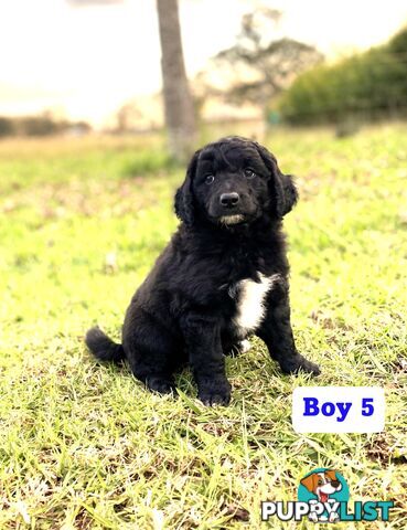 BORDOODLE Puppies for sale 💖 (Border Collie x Poodle)