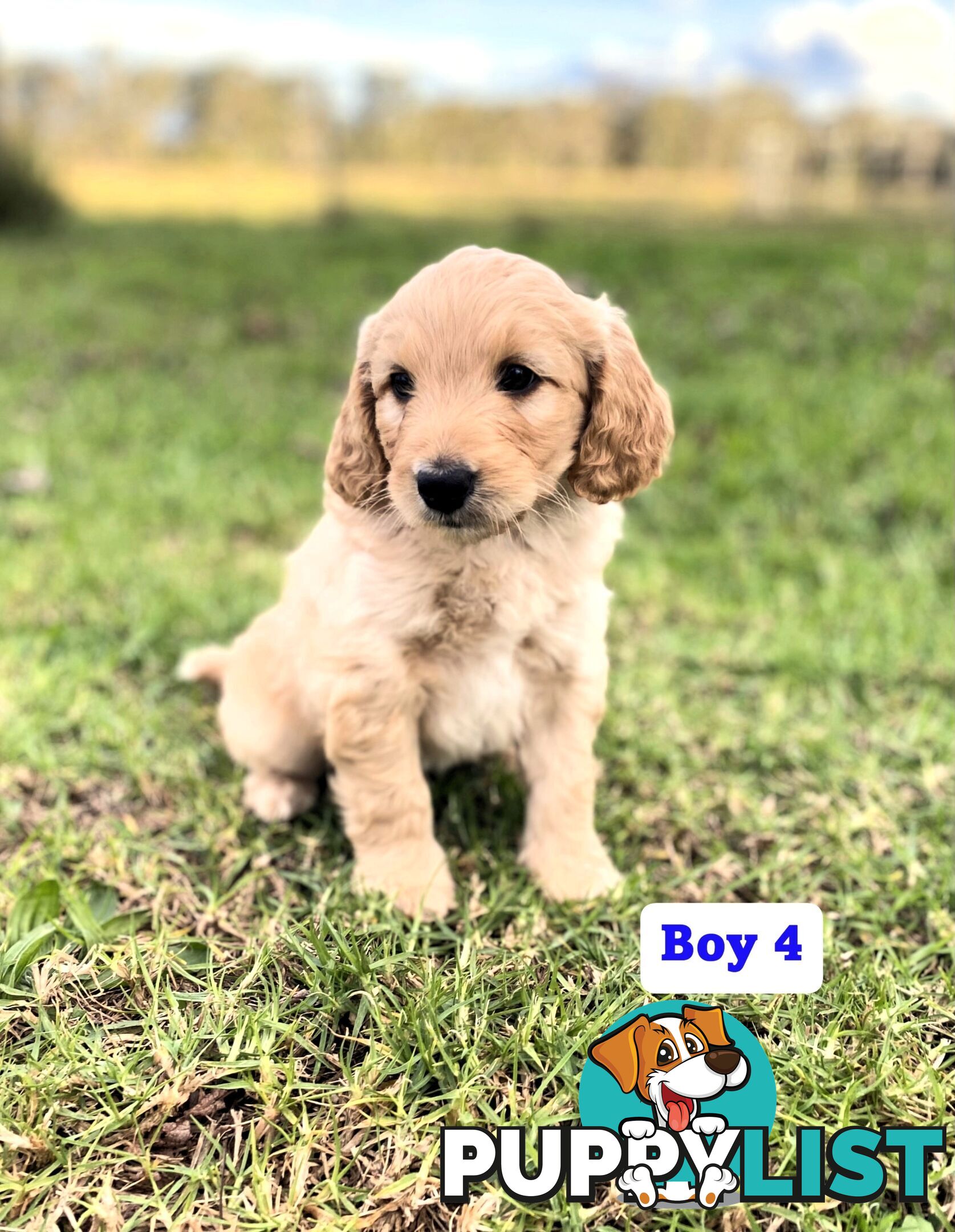 BORDOODLE Puppies for sale 💖 (Border Collie x Poodle)