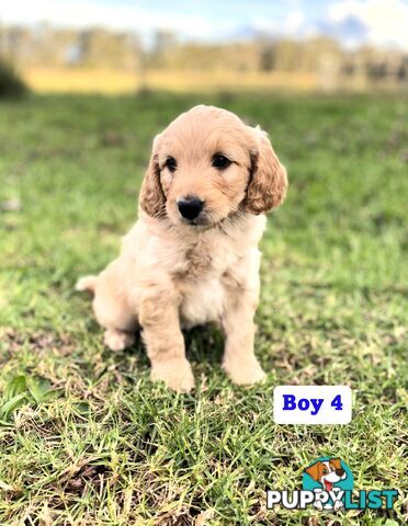 BORDOODLE Puppies for sale 💖 (Border Collie x Poodle)
