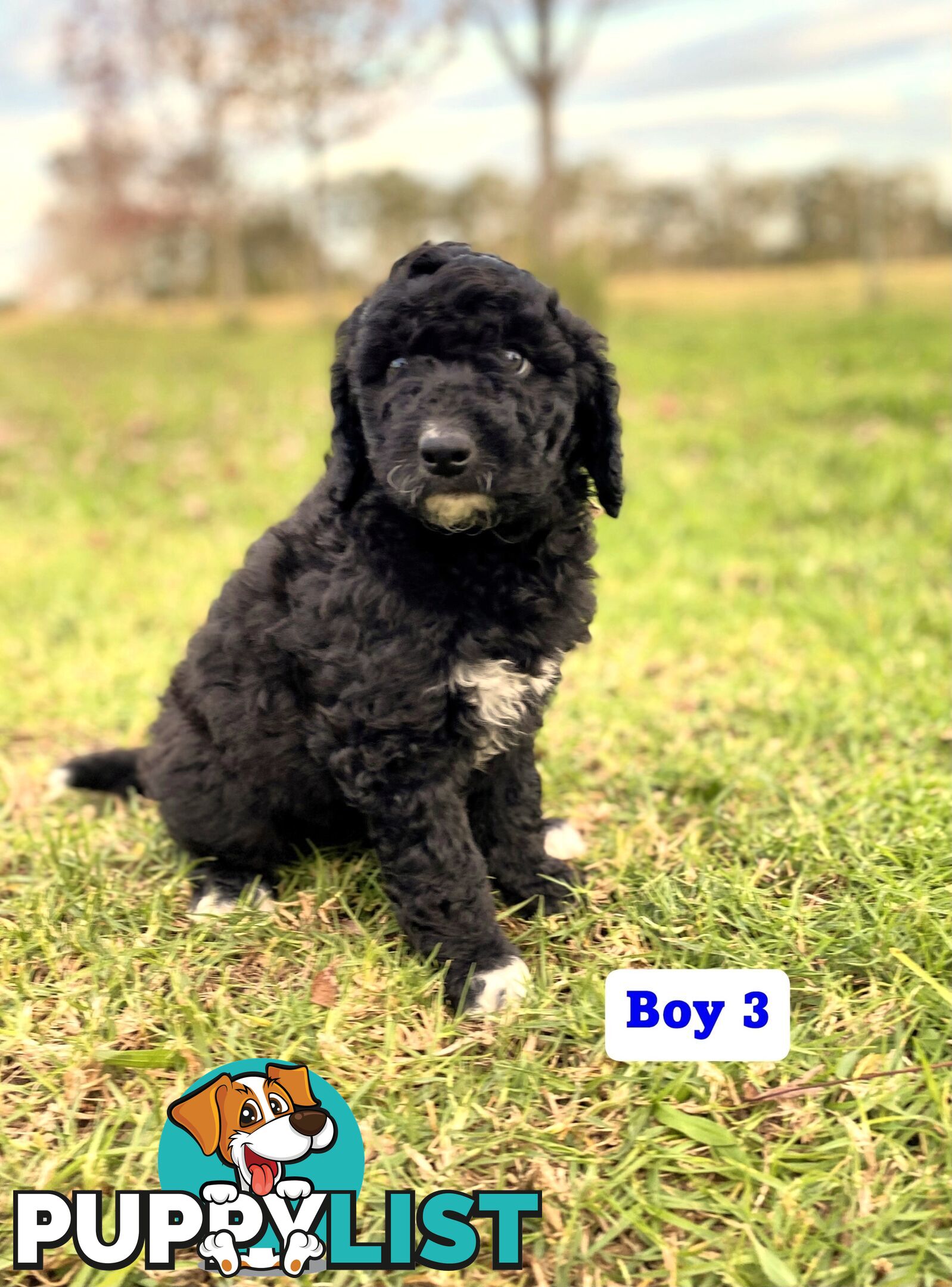 BORDOODLE Puppies for sale 💖 (Border Collie x Poodle)