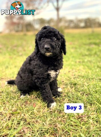BORDOODLE Puppies for sale 💖 (Border Collie x Poodle)