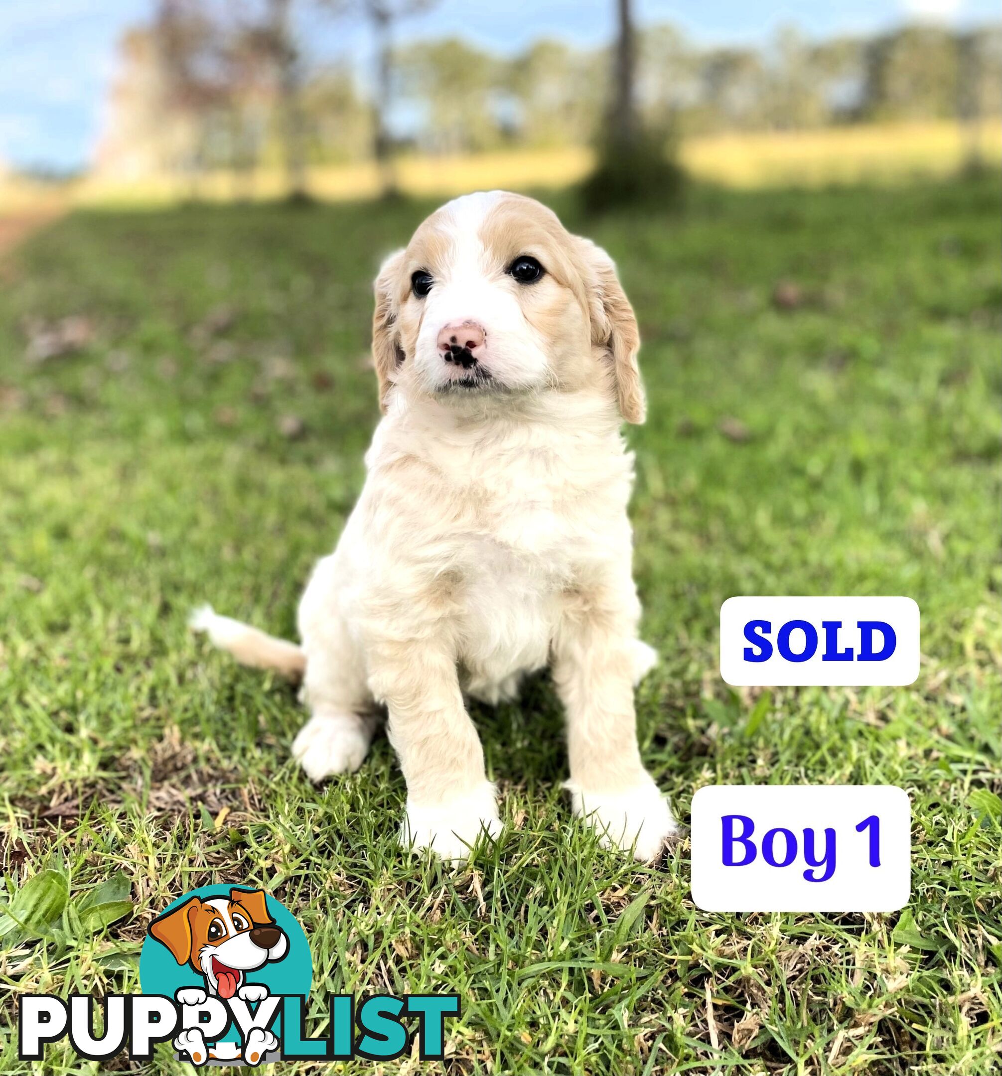 BORDOODLE Puppies for sale 💖 (Border Collie x Poodle)