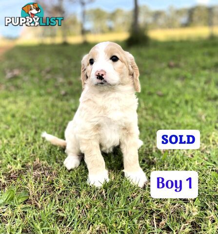 BORDOODLE Puppies for sale 💖 (Border Collie x Poodle)