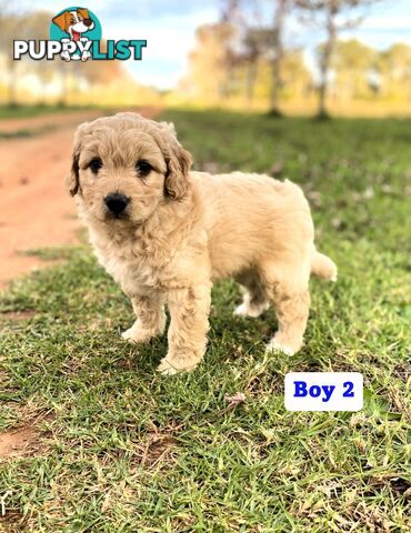 BORDOODLE Puppies for sale 💖 (Border Collie x Poodle)