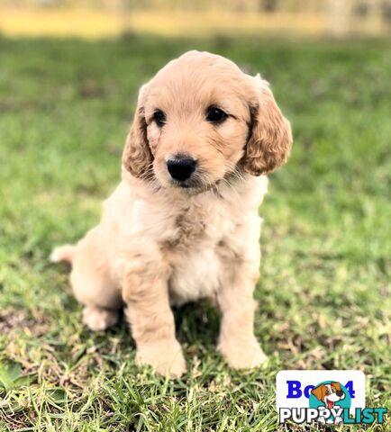 BORDOODLE Puppies for sale 💖 (Border Collie x Poodle)
