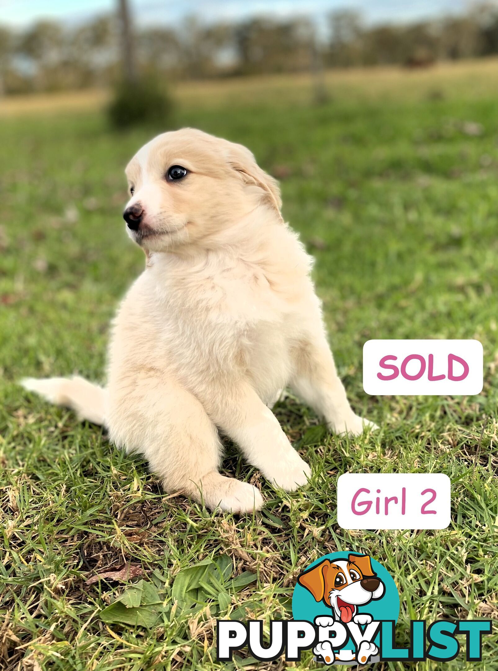 BORDOODLE Puppies for sale 💖 (Border Collie x Poodle)