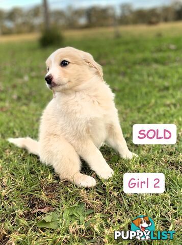 BORDOODLE Puppies for sale 💖 (Border Collie x Poodle)
